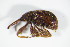 ( - BFB_Col_FK_8879)  @12 [ ] CreativeCommons - Attribution Non-Commercial Share-Alike (2015) Unspecified SNSB, Zoologische Staatssammlung Muenchen