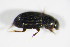  ( - BFB_Col_FK_8880)  @12 [ ] CreativeCommons - Attribution Non-Commercial Share-Alike (2015) Unspecified SNSB, Zoologische Staatssammlung Muenchen