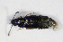  (Omalium oxyacanthae - BFB_Col_FK_8881)  @13 [ ] CreativeCommons - Attribution Non-Commercial Share-Alike (2015) Unspecified SNSB, Zoologische Staatssammlung Muenchen
