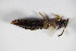  ( - BFB_Col_FK_8893)  @11 [ ] CreativeCommons - Attribution Non-Commercial Share-Alike (2015) Unspecified SNSB, Zoologische Staatssammlung Muenchen