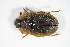  ( - BFB_Col_FK_8898)  @12 [ ] CreativeCommons - Attribution Non-Commercial Share-Alike (2015) Unspecified SNSB, Zoologische Staatssammlung Muenchen