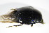  ( - BFB_Col_FK_8920)  @11 [ ] CreativeCommons - Attribution Non-Commercial Share-Alike (2015) Unspecified SNSB, Zoologische Staatssammlung Muenchen