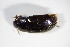  ( - BFB_Col_FK_8943)  @11 [ ] CreativeCommons - Attribution Non-Commercial Share-Alike (2015) Unspecified SNSB, Zoologische Staatssammlung Muenchen