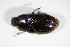  ( - BFB_Col_FK_8944)  @11 [ ] CreativeCommons - Attribution Non-Commercial Share-Alike (2015) Unspecified SNSB, Zoologische Staatssammlung Muenchen