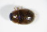  ( - BFB_Col_FK_8947)  @12 [ ] CreativeCommons - Attribution Non-Commercial Share-Alike (2015) Unspecified SNSB, Zoologische Staatssammlung Muenchen