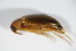  ( - BFB_Col_FK_8951)  @11 [ ] CreativeCommons - Attribution Non-Commercial Share-Alike (2015) Unspecified SNSB, Zoologische Staatssammlung Muenchen