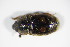  ( - BFB_Col_FK_8963)  @11 [ ] CreativeCommons - Attribution Non-Commercial Share-Alike (2015) Unspecified SNSB, Zoologische Staatssammlung Muenchen