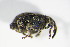  (Microplontus millefolii - BFB_Col_FK_8967)  @12 [ ] CreativeCommons - Attribution Non-Commercial Share-Alike (2015) Unspecified SNSB, Zoologische Staatssammlung Muenchen