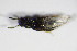  ( - BFB_Col_FK_8974)  @12 [ ] CreativeCommons - Attribution Non-Commercial Share-Alike (2015) Unspecified SNSB, Zoologische Staatssammlung Muenchen