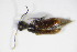  ( - BFB_Col_FK_8975)  @11 [ ] CreativeCommons - Attribution Non-Commercial Share-Alike (2015) Unspecified SNSB, Zoologische Staatssammlung Muenchen