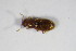  ( - BFB_Col_FK_8995)  @12 [ ] CreativeCommons - Attribution Non-Commercial Share-Alike (2015) Unspecified SNSB, Zoologische Staatssammlung Muenchen
