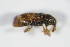  (Dorytomus majalis - BFB_Col_FK_9008)  @12 [ ] CreativeCommons - Attribution Non-Commercial Share-Alike (2015) Unspecified SNSB, Zoologische Staatssammlung Muenchen