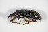 ( - BFB_Col_FK_9014)  @13 [ ] CreativeCommons - Attribution Non-Commercial Share-Alike (2015) Unspecified SNSB, Zoologische Staatssammlung Muenchen