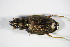  ( - BFB_Col_FK_9021)  @11 [ ] CreativeCommons - Attribution Non-Commercial Share-Alike (2015) Unspecified SNSB, Zoologische Staatssammlung Muenchen