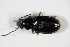  ( - BFB_Col_FK_9030)  @11 [ ] CreativeCommons - Attribution Non-Commercial Share-Alike (2015) Unspecified SNSB, Zoologische Staatssammlung Muenchen