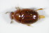  (Leiodes pallens - BFB_Col_FK_9033)  @12 [ ] CreativeCommons - Attribution Non-Commercial Share-Alike (2015) Unspecified SNSB, Zoologische Staatssammlung Muenchen