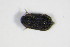  (Micropeplus ripicola - BFB_Col_FK_9062)  @11 [ ] CreativeCommons - Attribution Non-Commercial Share-Alike (2015) Unspecified SNSB, Zoologische Staatssammlung Muenchen