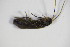  ( - BFB_Col_FK_9076)  @12 [ ] CreativeCommons - Attribution Non-Commercial Share-Alike (2015) Unspecified SNSB, Zoologische Staatssammlung Muenchen