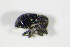  ( - BFB_Col_FK_9104)  @11 [ ] CreativeCommons - Attribution Non-Commercial Share-Alike (2015) Unspecified SNSB, Zoologische Staatssammlung Muenchen