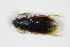  ( - BFB_Col_FK_9105)  @12 [ ] CreativeCommons - Attribution Non-Commercial Share-Alike (2015) Unspecified SNSB, Zoologische Staatssammlung Muenchen