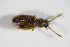  ( - BFB_Col_FK_9219)  @12 [ ] CreativeCommons - Attribution Non-Commercial Share-Alike (2015) Unspecified SNSB, Zoologische Staatssammlung Muenchen