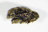  ( - BFB_Col_FK_9235)  @11 [ ] CreativeCommons - Attribution Non-Commercial Share-Alike (2015) Unspecified SNSB, Zoologische Staatssammlung Muenchen