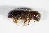  ( - BFB_Col_FK_9237)  @11 [ ] CreativeCommons - Attribution Non-Commercial Share-Alike (2015) Unspecified SNSB, Zoologische Staatssammlung Muenchen