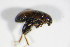  ( - BFB_Col_FK_9238)  @12 [ ] CreativeCommons - Attribution Non-Commercial Share-Alike (2015) Unspecified SNSB, Zoologische Staatssammlung Muenchen