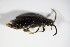 ( - BFB_Col_FK_9263)  @11 [ ] CreativeCommons - Attribution Non-Commercial Share-Alike (2015) Unspecified SNSB, Zoologische Staatssammlung Muenchen