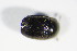  ( - BFB_Col_FK_9275)  @11 [ ] CreativeCommons - Attribution Non-Commercial Share-Alike (2015) Unspecified SNSB, Zoologische Staatssammlung Muenchen