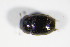  ( - BFB_Col_FK_9276)  @11 [ ] CreativeCommons - Attribution Non-Commercial Share-Alike (2015) Unspecified SNSB, Zoologische Staatssammlung Muenchen