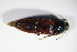  ( - BFB_Col_FK_9278)  @13 [ ] CreativeCommons - Attribution Non-Commercial Share-Alike (2015) Unspecified SNSB, Zoologische Staatssammlung Muenchen
