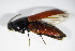  ( - BFB_Col_FK_9279)  @13 [ ] CreativeCommons - Attribution Non-Commercial Share-Alike (2015) Unspecified SNSB, Zoologische Staatssammlung Muenchen
