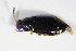 ( - BFB_Col_FK_9281)  @12 [ ] CreativeCommons - Attribution Non-Commercial Share-Alike (2015) Unspecified SNSB, Zoologische Staatssammlung Muenchen