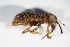  ( - BFB_Col_FK_9293)  @11 [ ] CreativeCommons - Attribution Non-Commercial Share-Alike (2015) Unspecified SNSB, Zoologische Staatssammlung Muenchen