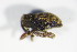  ( - BFB_Col_FK_9298)  @12 [ ] CreativeCommons - Attribution Non-Commercial Share-Alike (2015) Unspecified SNSB, Zoologische Staatssammlung Muenchen