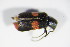  (Anthocomus fasciatus - BFB_Col_FK_9306)  @13 [ ] CreativeCommons - Attribution Non-Commercial Share-Alike (2015) Unspecified SNSB, Zoologische Staatssammlung Muenchen