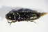  ( - BFB_Col_FK_9308)  @12 [ ] CreativeCommons - Attribution Non-Commercial Share-Alike (2015) Unspecified SNSB, Zoologische Staatssammlung Muenchen