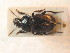  ( - BCZSM_COLA_01336)  @13 [ ] CreativeCommons - Attribution Non-Commercial Share-Alike (2012) Zoologische Staatssammlung Muenchen SNSB, Zoologische Staatssammlung Muenchen