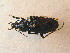  (Carabus violaceus violaceus - BCZSM_COLA_01354)  @13 [ ] CreativeCommons - Attribution Non-Commercial Share-Alike (2012) Zoologische Staatssammlung Muenchen SNSB, Zoologische Staatssammlung Muenchen