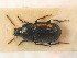  ( - BCZSM_COLA_01443)  @11 [ ] CreativeCommons - Attribution Non-Commercial Share-Alike (2012) Zoologische Staatssammlung Muenchen SNSB, Zoologische Staatssammlung Muenchen
