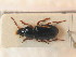  ( - BCZSM_COLA_01492)  @11 [ ] CreativeCommons - Attribution Non-Commercial Share-Alike (2012) Zoologische Staatssammlung Muenchen SNSB, Zoologische Staatssammlung Muenchen