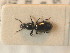  ( - BCZSM_COLA_01500)  @11 [ ] CreativeCommons - Attribution Non-Commercial Share-Alike (2012) Zoologische Staatssammlung Muenchen SNSB, Zoologische Staatssammlung Muenchen