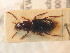  ( - BCZSM_COLA_01571)  @11 [ ] CreativeCommons - Attribution Non-Commercial Share-Alike (2012) Zoologische Staatssammlung Muenchen SNSB, Zoologische Staatssammlung Muenchen