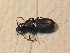  ( - BCZSM_COLA_01593)  @11 [ ] CreativeCommons - Attribution Non-Commercial Share-Alike (2012) Zoologische Staatssammlung Muenchen SNSB, Zoologische Staatssammlung Muenchen