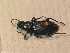  ( - BCZSM_COLA_01594)  @11 [ ] CreativeCommons - Attribution Non-Commercial Share-Alike (2012) Zoologische Staatssammlung Muenchen SNSB, Zoologische Staatssammlung Muenchen