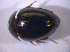  ( - BFB_Col_FK_6652)  @12 [ ] CreativeCommons - Attribution Non-Commercial Share-Alike (2015) Unspecified SNSB, Zoologische Staatssammlung Muenchen