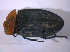  ( - BFB_Col_FK_6654)  @11 [ ] CreativeCommons - Attribution Non-Commercial Share-Alike (2015) Unspecified SNSB, Zoologische Staatssammlung Muenchen