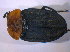  ( - BFB_Col_FK_6655)  @11 [ ] CreativeCommons - Attribution Non-Commercial Share-Alike (2015) Unspecified SNSB, Zoologische Staatssammlung Muenchen