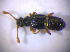  (Euplectus piceus - BFB_Col_FK_6663)  @12 [ ] CreativeCommons - Attribution Non-Commercial Share-Alike (2015) Unspecified SNSB, Zoologische Staatssammlung Muenchen